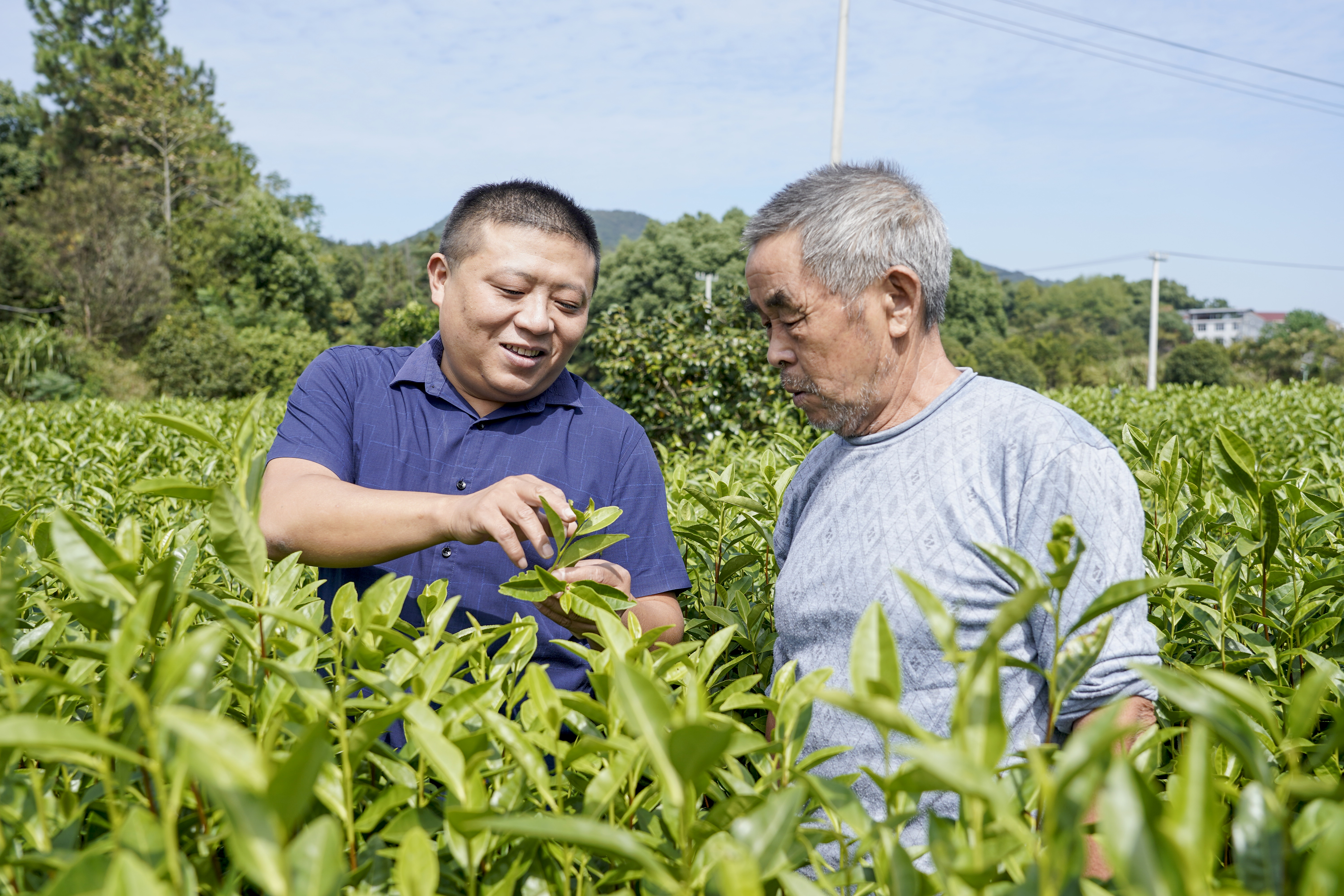 朱旭钊指导茶农防止病虫害.jpg