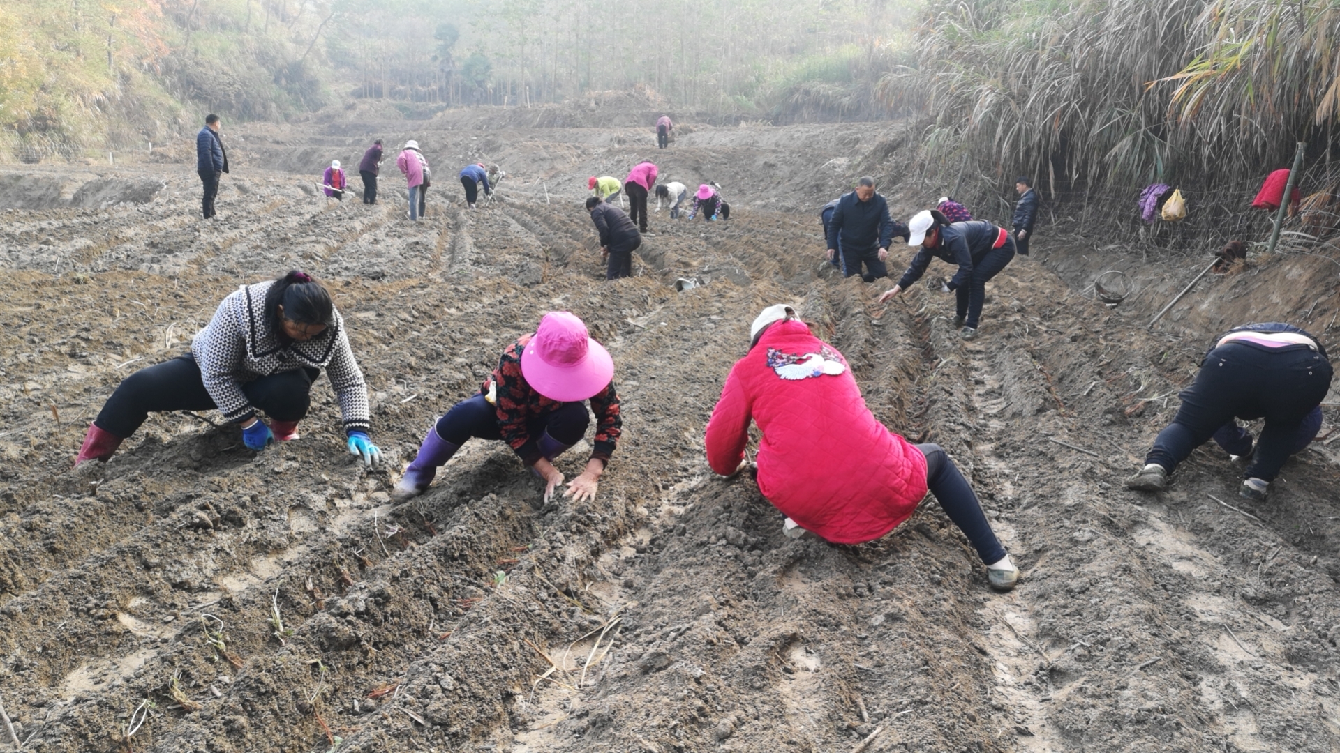 中药材种植 (2).jpg